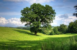 tree-402953_640