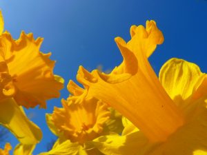 narcissus-6368_640
