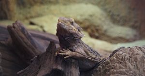 leopard-gecko-880718_640