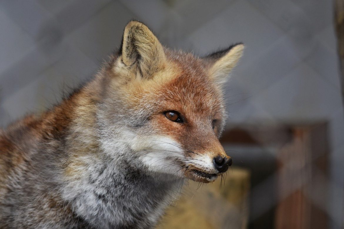 Ignacy Krasicki - "Lis i wilk" - czytanki.pl