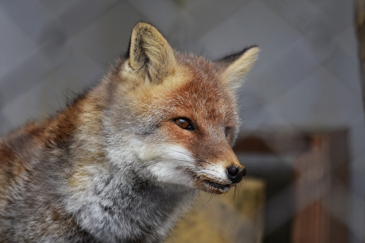 Ignacy Krasicki - "Lis i wilk" - czytanki.pl