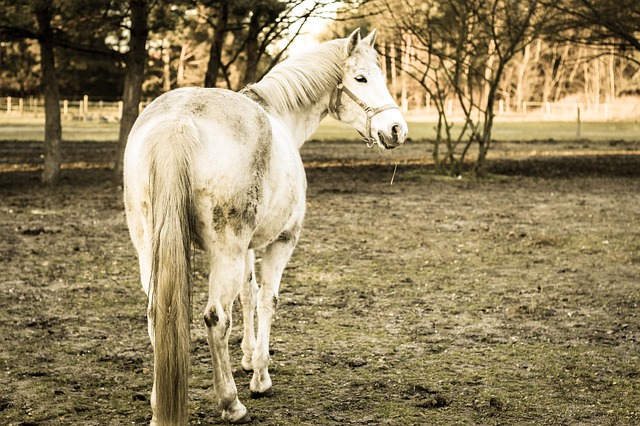 Ignacy Krasicki - "Szkapa i rumak" - czytanki.pl