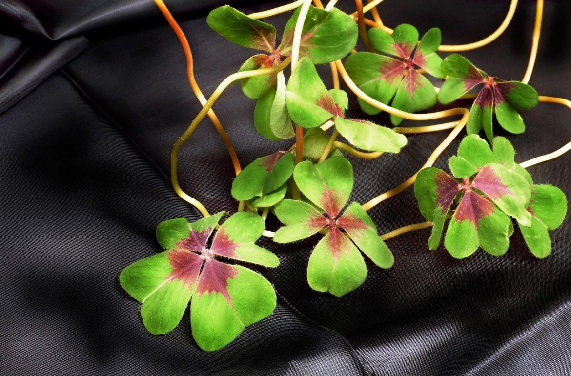 Cytaty o szczęściu - czytanki.pl