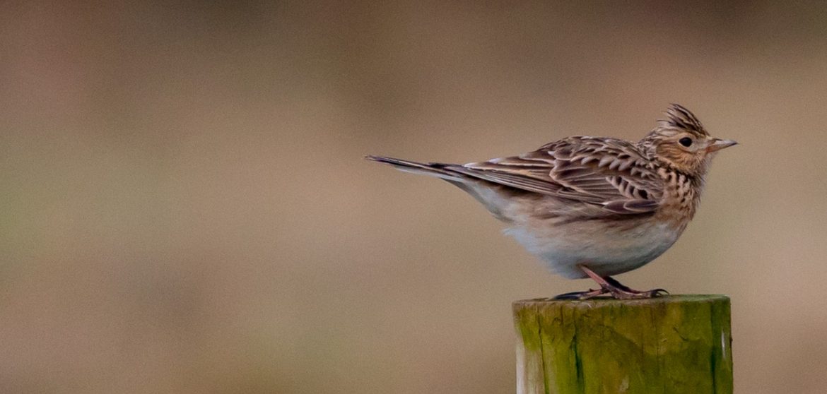 Franciszek Karpiński - "Do skowronka" - czytanki.pl