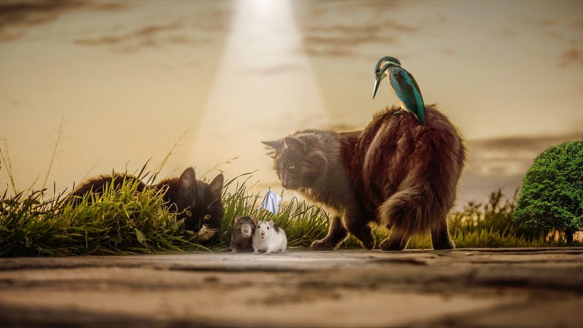 Iwan Kryłow - "Mysz i szczur" - czytanki.pl