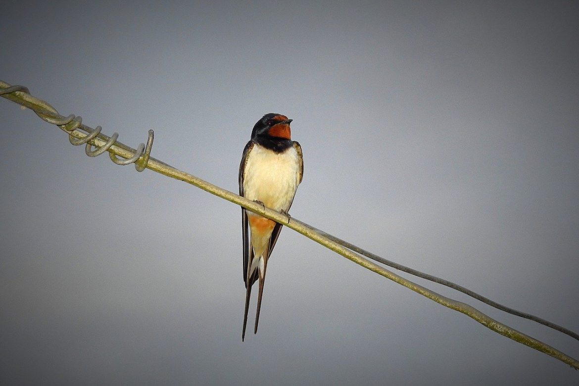 Anakreont - "Do jaskółki" - czytanki.pl