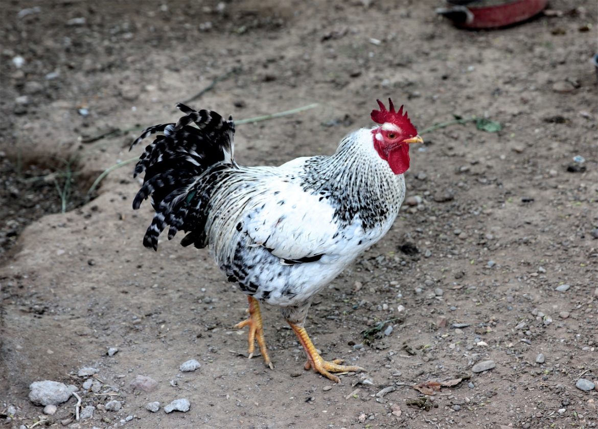 La Fontaine - "KOGUT I PERŁA" - czytanki.pl